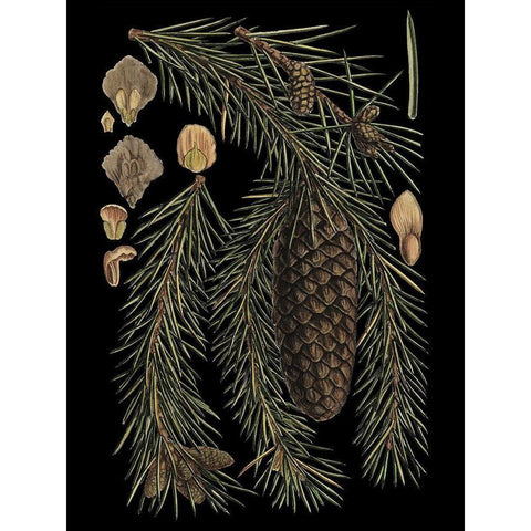Small Dramatic Conifers III White Modern Wood Framed Art Print by Vision Studio