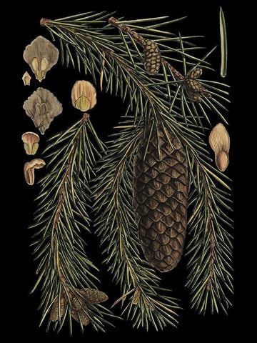 Small Dramatic Conifers III Black Ornate Wood Framed Art Print with Double Matting by Vision Studio