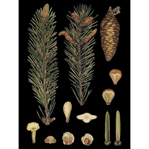 Small Dramatic Conifers IV Gold Ornate Wood Framed Art Print with Double Matting by Vision Studio