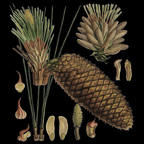 Small Dramatic Conifers VI Gold Ornate Wood Framed Art Print with Double Matting by Vision Studio