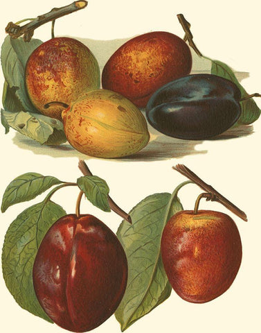 Plum Varieties I White Modern Wood Framed Art Print with Double Matting by Wright, John