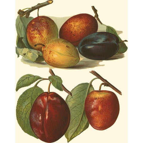 Plum Varieties I Black Modern Wood Framed Art Print by Wright, John