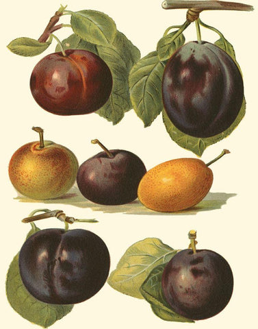 Plum Varieties II Black Ornate Wood Framed Art Print with Double Matting by Wright, John