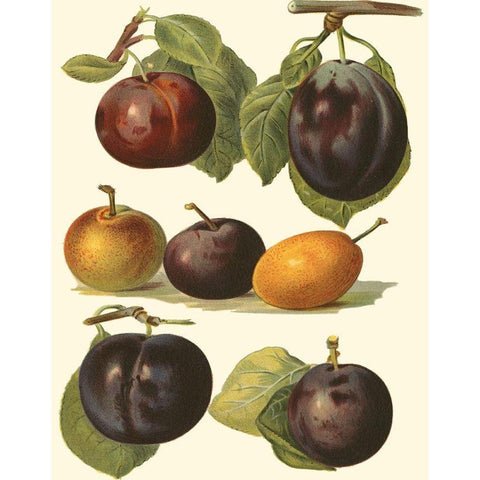 Plum Varieties II Black Modern Wood Framed Art Print with Double Matting by Wright, John