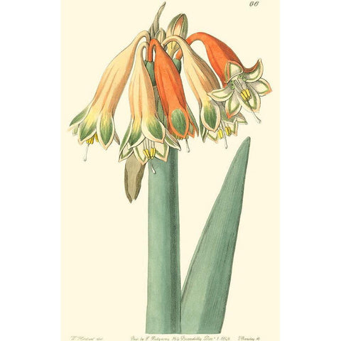 Golden Beauty I Gold Ornate Wood Framed Art Print with Double Matting by Edwards, Sydenham