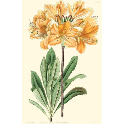 Golden Beauty II Black Modern Wood Framed Art Print with Double Matting by Edwards, Sydenham