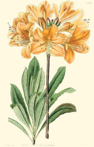 Golden Beauty II Black Ornate Wood Framed Art Print with Double Matting by Edwards, Sydenham