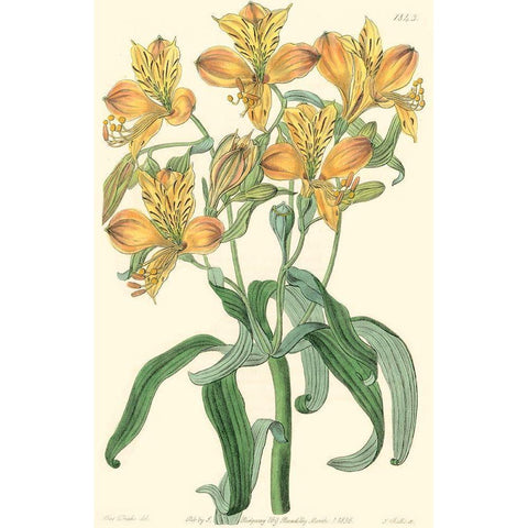 Golden Beauty III Black Modern Wood Framed Art Print with Double Matting by Edwards, Sydenham
