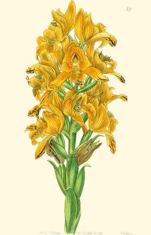 Golden Beauty IV Black Ornate Wood Framed Art Print with Double Matting by Edwards, Sydenham