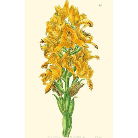 Golden Beauty IV White Modern Wood Framed Art Print by Edwards, Sydenham