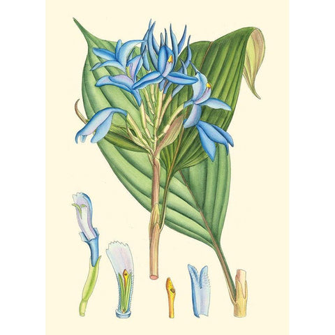 Periwinkle Blooms I White Modern Wood Framed Art Print by Curtis