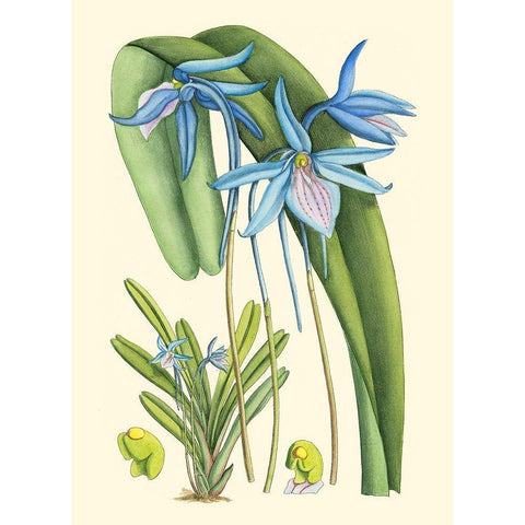 Periwinkle Blooms IV Gold Ornate Wood Framed Art Print with Double Matting by Curtis