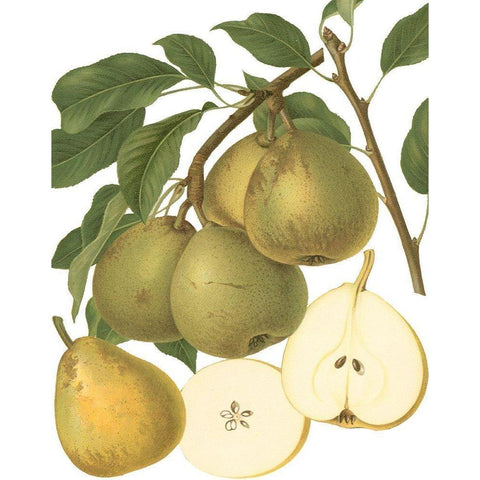 Pear Varieties II Gold Ornate Wood Framed Art Print with Double Matting by Vision Studio