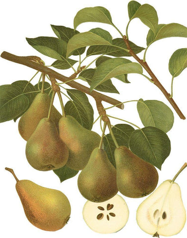 Pear Varieties III White Modern Wood Framed Art Print with Double Matting by Vision Studio