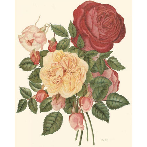 Vintage Roses I Black Modern Wood Framed Art Print with Double Matting by Vision Studio