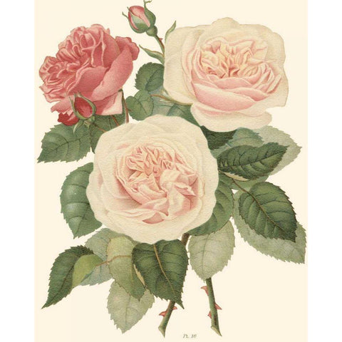 Vintage Roses II Black Modern Wood Framed Art Print with Double Matting by Vision Studio