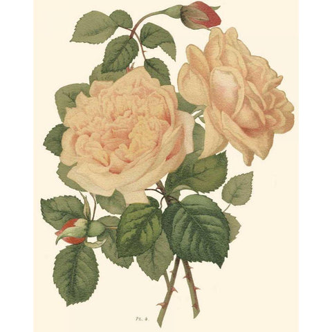 Vintage Roses III White Modern Wood Framed Art Print by Vision Studio