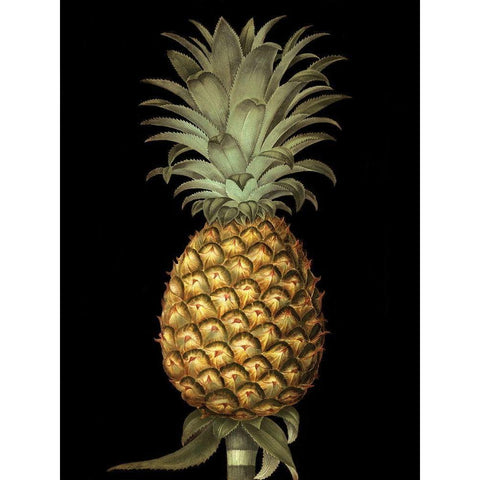 Custom Brookshaw Exotic Pineapple I (CR) Black Modern Wood Framed Art Print with Double Matting by Brookshaw, George