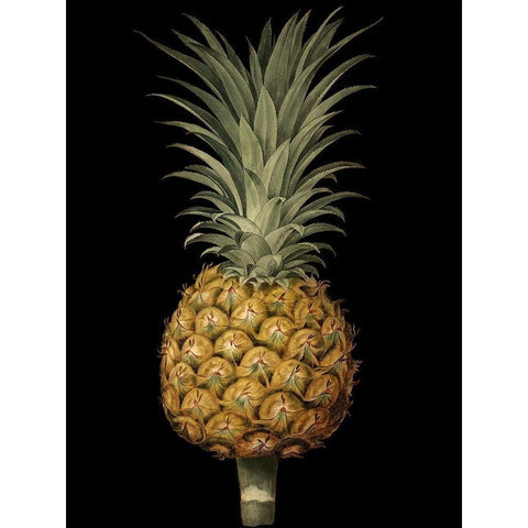 Custom Brookshaw Exotic Pineapple II (CR) Gold Ornate Wood Framed Art Print with Double Matting by Brookshaw, George