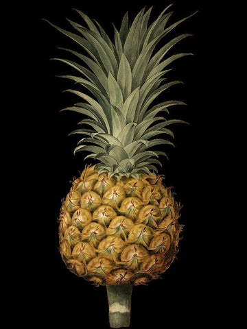 Custom Brookshaw Exotic Pineapple II (CR) White Modern Wood Framed Art Print with Double Matting by Brookshaw, George