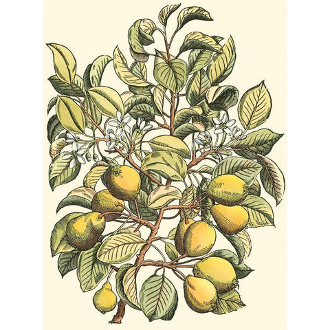 Pear Tree Branch White Modern Wood Framed Art Print by du Monceau, Duhamel