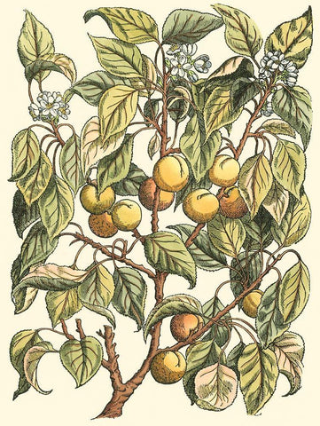 Apricot Tree Branch White Modern Wood Framed Art Print with Double Matting by du Monceau, Duhamel