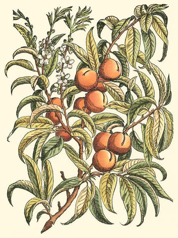 Peach Tree Branch Black Ornate Wood Framed Art Print with Double Matting by du Monceau, Duhamel