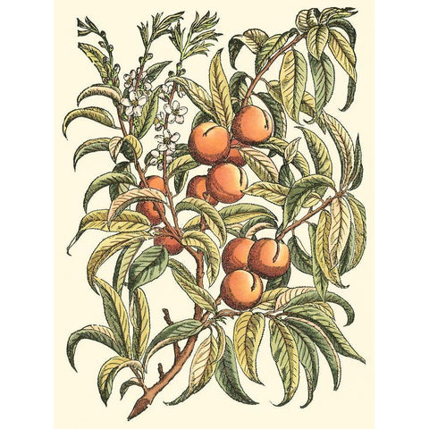 Peach Tree Branch Black Modern Wood Framed Art Print by du Monceau, Duhamel