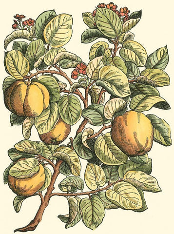 Quince Tree Branch White Modern Wood Framed Art Print with Double Matting by du Monceau, Duhamel