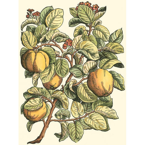 Quince Tree Branch Black Modern Wood Framed Art Print by du Monceau, Duhamel