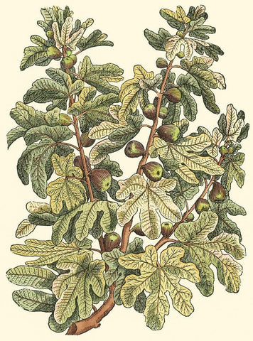 Fig Tree Branch Black Ornate Wood Framed Art Print with Double Matting by du Monceau, Duhamel