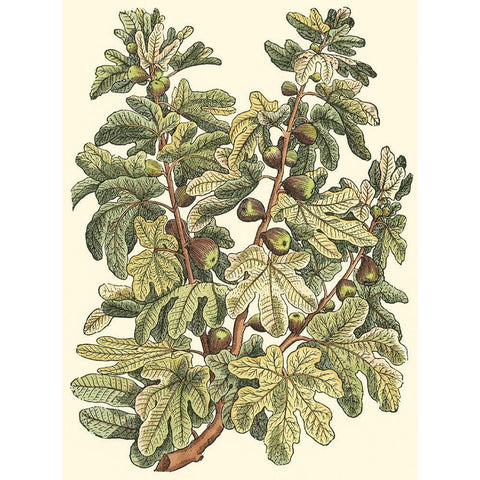 Fig Tree Branch Black Modern Wood Framed Art Print by du Monceau, Duhamel