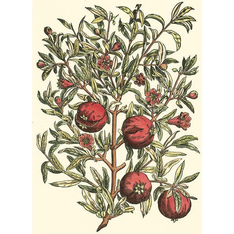 Pomegranate Tree Branch Gold Ornate Wood Framed Art Print with Double Matting by du Monceau, Duhamel