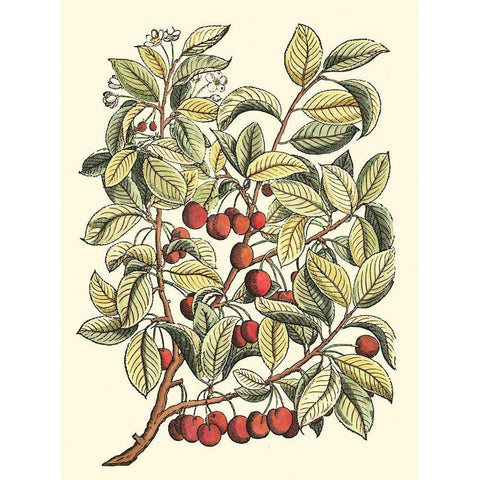 Cherry Tree Branch White Modern Wood Framed Art Print by du Monceau, Duhamel