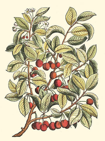 Cherry Tree Branch White Modern Wood Framed Art Print with Double Matting by du Monceau, Duhamel