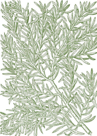 Mossy Branches I White Modern Wood Framed Art Print with Double Matting by du Monceau, Duhamel