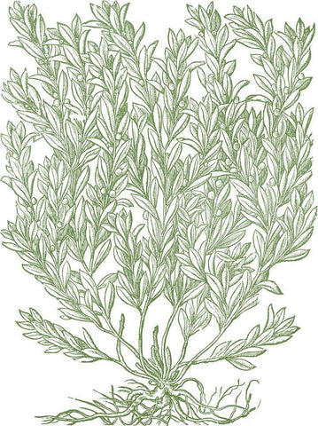 Mossy Branches II White Modern Wood Framed Art Print with Double Matting by du Monceau, Duhamel