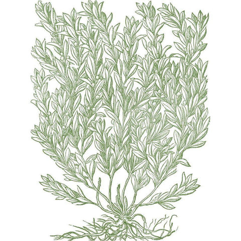 Mossy Branches II White Modern Wood Framed Art Print by du Monceau, Duhamel