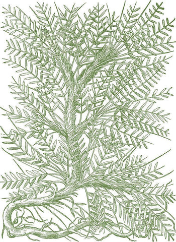 Mossy Branches III White Modern Wood Framed Art Print with Double Matting by du Monceau, Duhamel