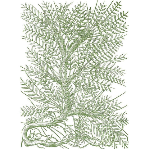 Mossy Branches III Black Modern Wood Framed Art Print with Double Matting by du Monceau, Duhamel