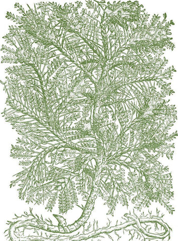 Mossy Branches IV White Modern Wood Framed Art Print with Double Matting by du Monceau, Duhamel