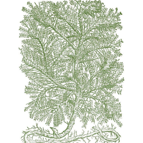 Mossy Branches IV Black Modern Wood Framed Art Print by du Monceau, Duhamel