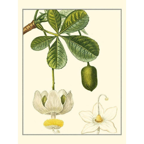 Turpin Tropicals II Gold Ornate Wood Framed Art Print with Double Matting by Turpin