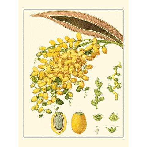 Turpin Tropicals VIII Gold Ornate Wood Framed Art Print with Double Matting by Turpin