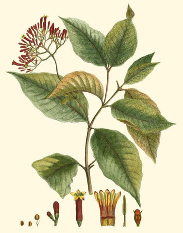 Crimson Botanical I Black Ornate Wood Framed Art Print with Double Matting by Hierseman