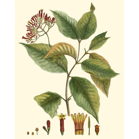 Crimson Botanical I Black Modern Wood Framed Art Print with Double Matting by Hierseman