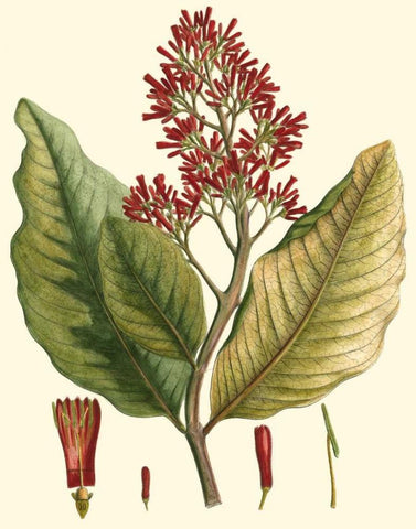 Crimson Botanical II White Modern Wood Framed Art Print with Double Matting by Hierseman