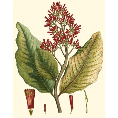 Crimson Botanical II Black Modern Wood Framed Art Print with Double Matting by Hierseman