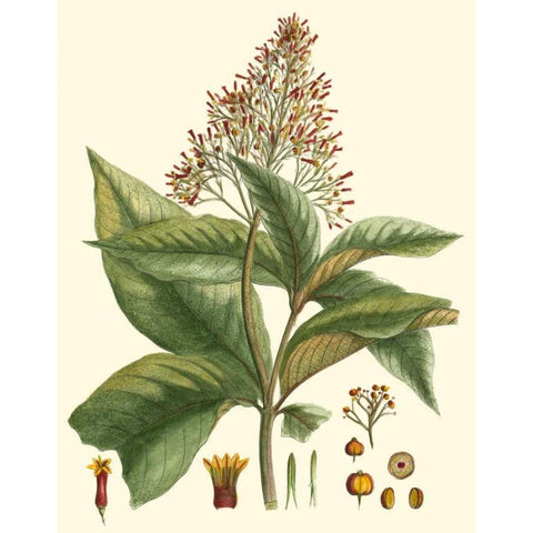 Crimson Botanical III White Modern Wood Framed Art Print by Hierseman
