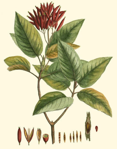 Crimson Botanical IV Black Ornate Wood Framed Art Print with Double Matting by Hierseman